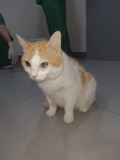 น้องขนมตาล ตาบอดทั้งสองข้าง